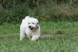 TERRIER DU TIBET 304